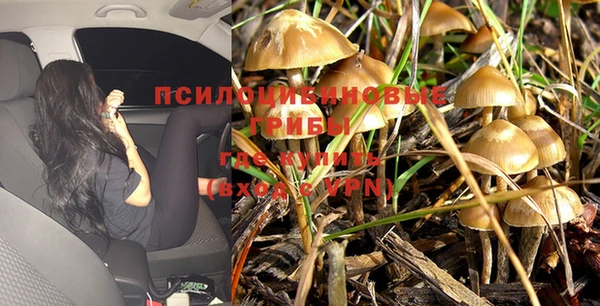 сатива Баксан